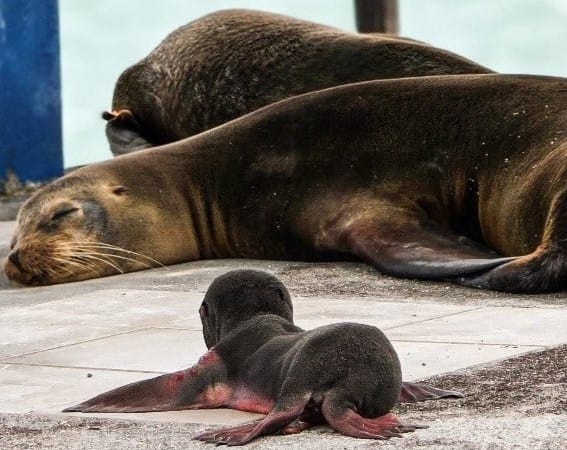 Cría de lobo marino deslumbra en Puerto Ayora, Galápagos